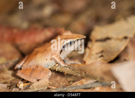 Close-up di rana marrone Foto Stock
