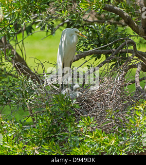 Airone bianco maggiore, Ardea alba, adulti con pulcini sul nido di Hilton Head, Carolina del Sud Foto Stock