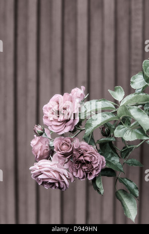 Close-up di rosa pallido rosa Foto Stock