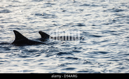 Le pinne dorsali dei delfini nuotare in mare Foto Stock