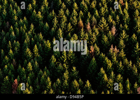 La foresta di abete rosso, Skane, Svezia. Foto Stock