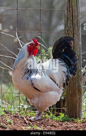 Gallo in fattoria Foto Stock