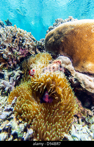 Parco Marino di Bunaken.il pomodoro clownfish, Amphiprion frenatus Foto Stock