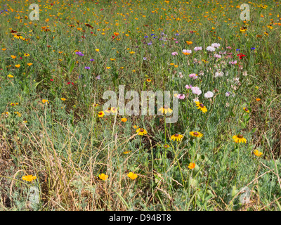 Prato di fiori selvaggi in Sea Pines Forest Preserve, Hilton Head Island, nella Carolina del Sud. Foto Stock