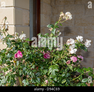 Impianto di rose nel bisogno di punto morto o di rifilatura Foto Stock