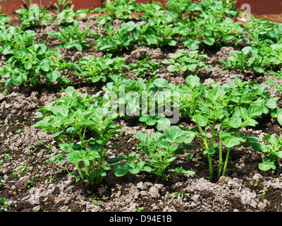 Righe di crescita verde pianta di patata in campo. Messa a fuoco selettiva. Foto Stock