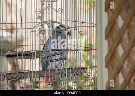 Pet femmina pappagallo grigio africano, Psittacus erithacus, godendo all'aperto nella sua gabbia di patio in primavera. Foto Stock