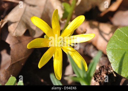 Lesser celandine, Ranunculus ficaria, Scharbockskraut Foto Stock