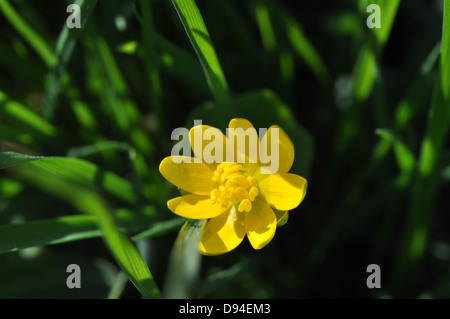 Lesser celandine, Ranunculus ficaria, Scharbockskraut Foto Stock