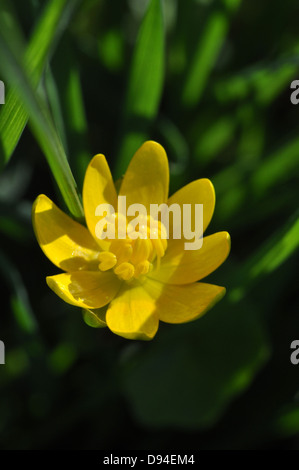 Lesser celandine, Ranunculus ficaria, Scharbockskraut Foto Stock