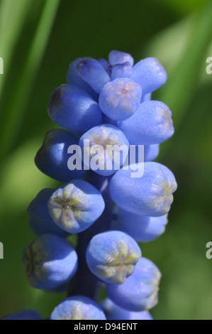 Uva comune giacinto, Muscari botryoides, Kleine Traubenhyazinthe Foto Stock