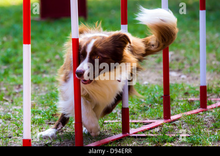Agilità cane con un bordo rosso collie Foto Stock