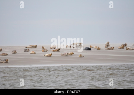 Le guarnizioni di tenuta comune sul banco di sabbia vicino pellworm, Germania, Phoca vitulina Foto Stock