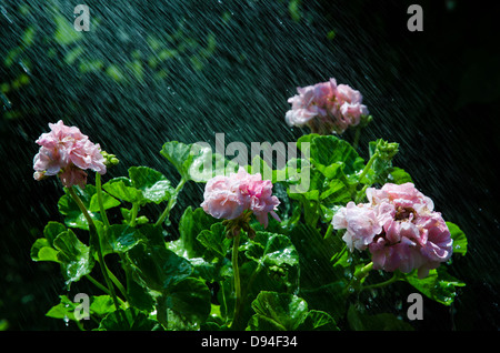Aggiornamento gerani rosa con doccia Foto Stock