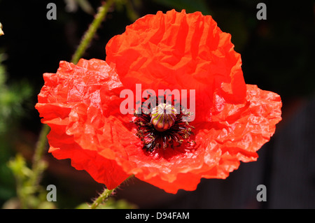 Il mais papavero, Papaver rhoeas, klatschmohn Foto Stock