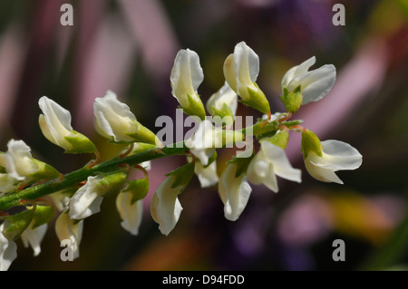 Bokhara trifoglio, melilotus albus, weißer steinklee Foto Stock