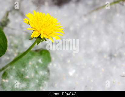 Fiore giallo tarassaco su uno sfondo di fluff di pioppo Foto Stock