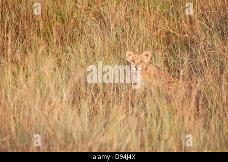 Lion (Panthera leo) Cub nascosti in erba alta, il Masai Mara riserva nazionale, Kenya, Africa Foto Stock