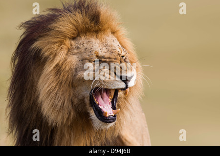 Ritratto di Leone maschio (Panthera leo), il Masai Mara riserva nazionale, Kenya, Africa Foto Stock