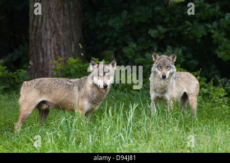 Unione Il Lupo (Canis lupus lupus) in Game Reserve, Germania Foto Stock