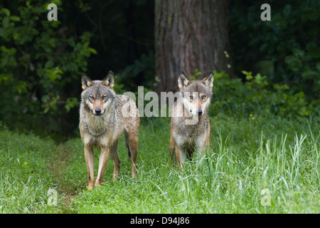 Unione Il Lupo (Canis lupus lupus) in Game Reserve, Germania Foto Stock