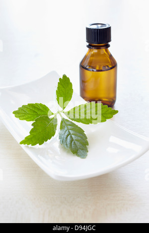 Erbe e bottiglia di olio aromatico per aromaterapia Foto Stock