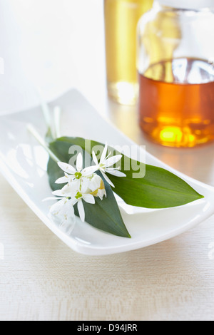 Le erbe fresche aglio selvatico, blossom, bottiglie di olio Foto Stock