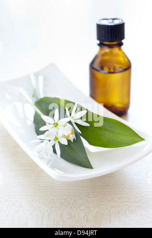 Le erbe fresche aglio selvatico, blossom, bottiglia di olio Foto Stock