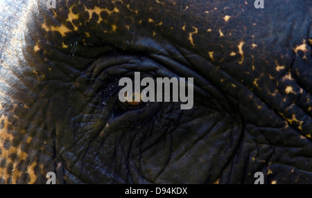 Elephant, animale, occhio, Close-up, la natura, la fauna selvatica,'elefante occhio',parco di cittadino di Corbett, India Foto Stock