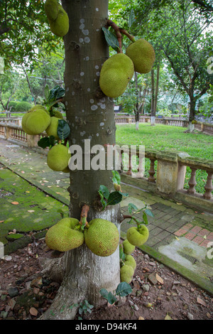 Il jackfruit, Artocarpus heterophyllus, è una specie di alberi di gelso Moraceae familiare che è nativo per l'Asia. Foto Stock