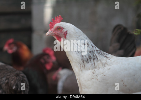 Luce di gallina Sussex nel giardino sul retro con altre galline in background. Regno Unito Foto Stock