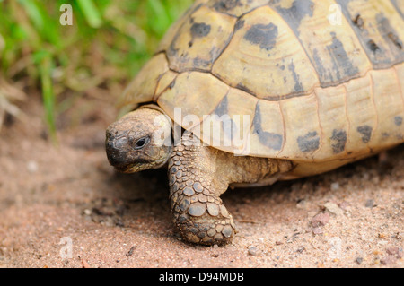 Hermann's tartaruga (Testudo hermanni boettgeri) attorno a piedi sul pavimento, Baviera, Germania. Foto Stock