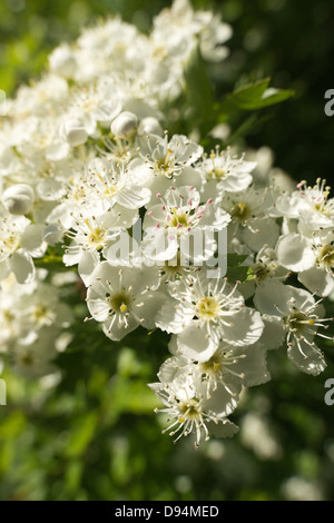 Piccoli dettagli di abbondanti biancospino primavera sbocciano i fiori su albero maturo ombre della antera su petali petalo fiore Foto Stock