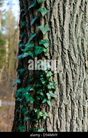 Close-up di farnia (Quercus robur) e comuni edera (Hedera helix) su un tronco di albero in autunno, Franconia, Baviera, Germania Foto Stock