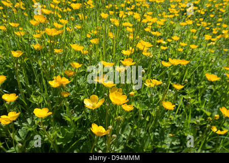 Prato di renoncules Ranunculus acris fiori su chalk terra terreno North Downs un segno di estate sulla luminosa giornata di sole Foto Stock