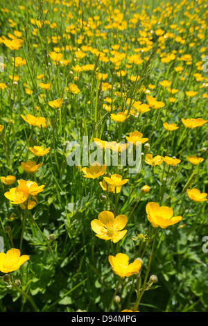 Prato di renoncules Ranunculus acris fiori su chalk terra terreno North Downs un segno di estate sulla luminosa giornata di sole Foto Stock