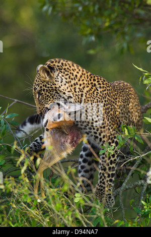 Leopard (Panthera pardus) con dik-dik (Madoqua) preda nella struttura ad albero, il Masai Mara riserva nazionale, Kenya Foto Stock