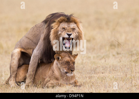 Leoni africani (Panthera leo) coniugata, il Masai Mara riserva nazionale, Kenya Foto Stock