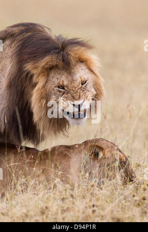 Leoni africani (Panthera leo) coniugata, il Masai Mara riserva nazionale, Kenya Foto Stock