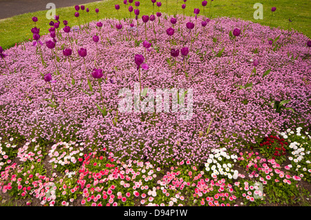 Biancheria da letto a molla di piante in una primavera letto floreale con i tulipani Foto Stock