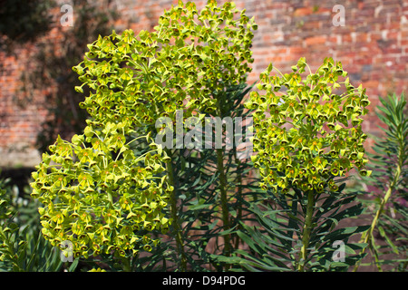 Pianta sempreverde Euphorbia Characias Wulfenii in un giardino con un muro di mattoni dello sfondo. Foto Stock