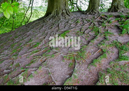 Radici di albero, Inghilterra Foto Stock