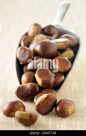 Close-up di castagne fuoriuscita dal convogliatore su sfondo beige, Studio Shot Foto Stock