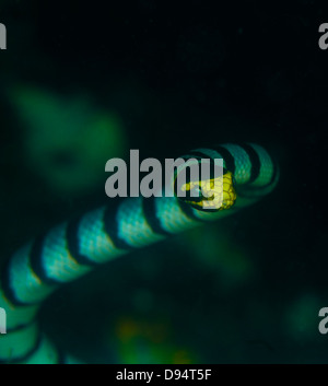 Mare minaccia di serpente sulla Jahir 1 divesite, Lembeh Straits, Nord Sulawesi, Indonesia Foto Stock