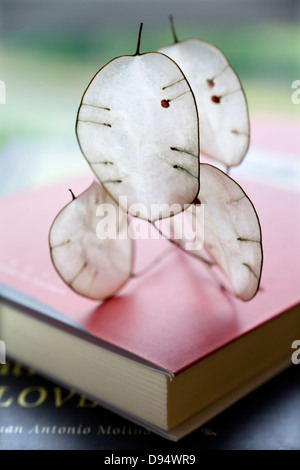Onestà annuale (Lunaria annua) capsule di seme Foto Stock