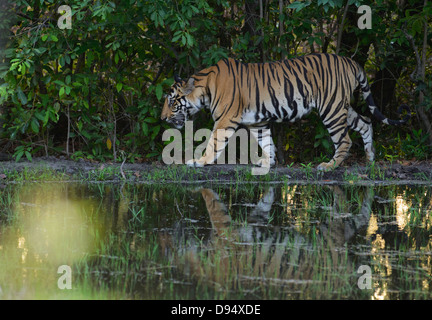 Due-anno-vecchio maschio di tigre del Bengala camminando sul bordo della Kinar Wah waterhole in Bandhavgarh Riserva della Tigre, India Foto Stock