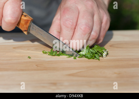 Disco per affettare Hedge aglio Alliaria petiolata (noto anche come Jack da siepe) su un tagliere di legno con coltello REGNO UNITO Foto Stock