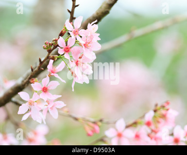 Prunus cerasoides o fiore di ciliegio in Doi-Angkang, Thailandia Foto Stock