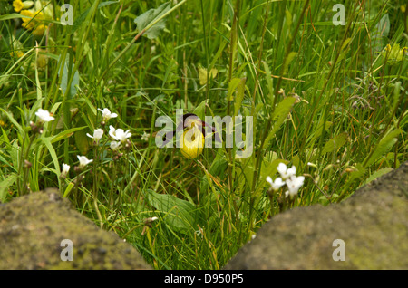 Il raro Lady's-Slipper Orchid in giardino artigianale "Le Jardin de Yorkshire' ad RHS Chelsea Flower Show 2013. Foto Stock