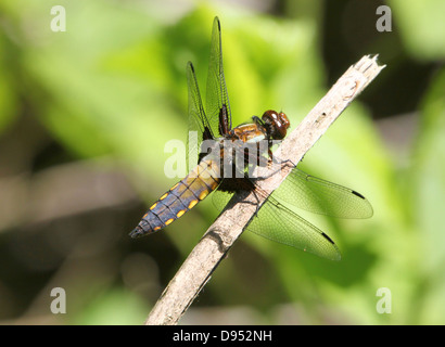 Macro dettagliate shot dei maschi di ampia corposi Chaser (Libellula depressa) in posa su di un ramo Foto Stock